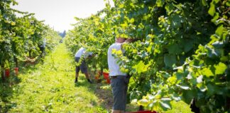 Agricoltura: nel veneziano circa 100 occupati in meno rispetto al 2019 La vendemmia 2020 in un'azienda vitivinicola di Ceggia