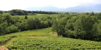 Da Giusti Wine, a tagliare l’erba sono le caprette “Ferrari del latte”