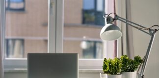 Le migliori piante da ufficio