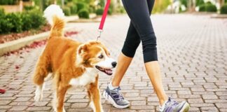 Porta il cane a fare la pipì e le entrano i ladri in casa