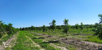 Eraclea, Veneto Agricoltura sperimenta la coltivazioni delle Noci Pecan