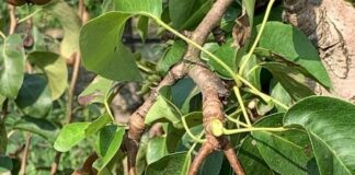 Danni da cimice, Condifesa: “Strumenti innovativi per gestione rischio”