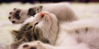 Music for cats: la musicoterapia che rilassa… i gatti