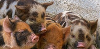 Il prossimo coronavirus arriverà dai suini?