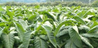 Covid, Coldiretti: “L’accordo sul tabacco salva la produzione regionale”