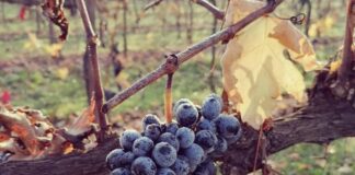 La vera “Estate di San Martino” consente una vendemmia tardiva del raboso Uva da raboso