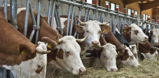 Covid e allevamento, Polegato: “Effetto economico negativo su 2 allevamenti su 3”