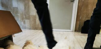 La Guardia di Finanza scopre un traffico illecito di cuccioli I cuccioli di pastore maltese rifocillati una volta scoperto il loro traffico