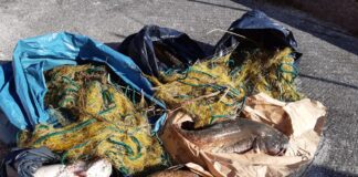 Cittanova, sventati due episodi di bracconaggio: salvate dieci tartarughe e una trentina di carpe Alcune carpe salvate dal bracconaggio