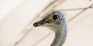 L’agriturismo Antiche Mura a Jesolo: allevamento di struzzi, rarità in Italia Uno struzzo