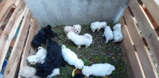 Tredici cuccioli sequestrati e due persone denunciate per traffico internazionale di animali e maltrattamenti I cuccioli di Maltese sequestrati ai trafficanti