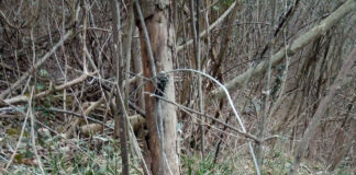 Fermato un bracconiere che usava trappole con cappi d’acciaio