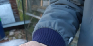 Annone Veneto, 61enne deteneva abusivamente sedici uccellini da richiamo: denunciato Uno degli uccellini da richiamo sequestrati