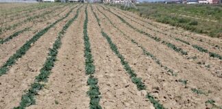 Periodo di semine in campagna: clima favorevole ma preoccupazione per l’aumento dei costi di produzione Un campo seminato a spinaci