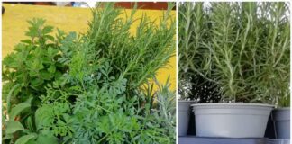 Domani al mercato agricolo coperto di Mestre, in dono una piantina officinale ai clienti affezionati Piante officinali