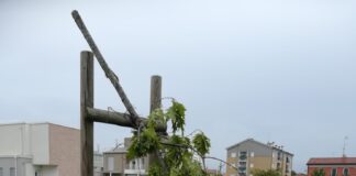 San Dona’, vandalizzata una quercia donata alla cittadinanza La quercia vandalizzata