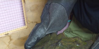 Pericolosa tartaruga azzannatrice recuperata a Dosson di Casier: è in affido temporaneo al Tropicarium Park di Jesolo