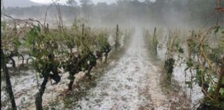 Maltempo: 15 milioni di danni a Maggio, Condifesa “Agricoltori, assicuratevi”