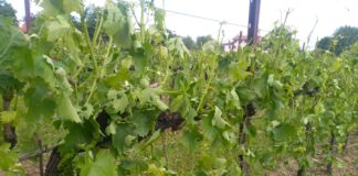 Grandine, a Lison-Pramaggiore danneggiati fino all’80% dei vigneti