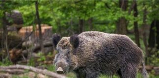 I cinghiali tengono banco, Coldiretti: “Serve un tavolo di confronto”