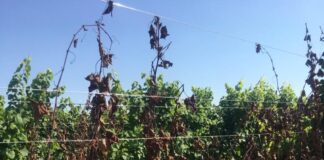 Coldiretti Venezia: “Flavescenza dorata nelle viti, massima attenzione” La flavescenza dorata