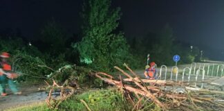 Maltempo: oltre duecento le richieste di intervento nell’area metropolitana di Venezia Alberi abbattuti dal maltempo