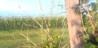 Grandine: compromessi più di 2.000 ettari di vigneto nel Portogruarese Danni da grandine ai vigneti
