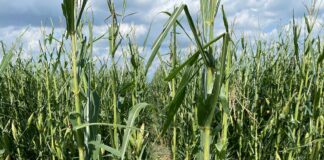 Maltempo: colpito duramente il Veneto Orientale, timore per Giovedì Mais rovinato