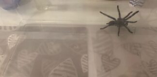 Lido di Venezia, cattura una tarantola nel giardino di casa La tarantola catturata al Lido di Venezia