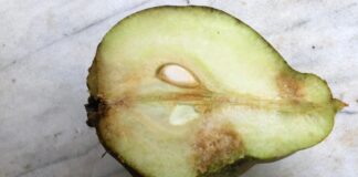 Coldiretti: “Nel Veneziano gelate e cimice asiatica mettono a repentaglio la produzione frutticola” Danni da cimice