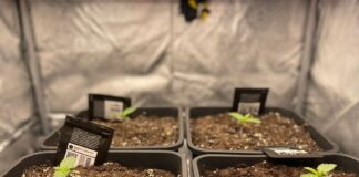 Aveva in casa a Mestre una serra per coltivare marijuana: arrestata coppia di spacciatori