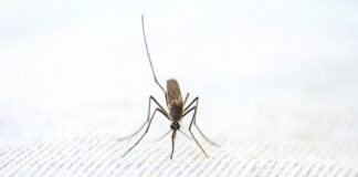 Dalla Corea alla Lombardia, la zanzara che resiste al freddo