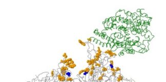 Omicron, due casi in provincia di Venezia