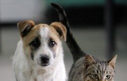 Ordinanza sindacale: stop ai botti di Capodanno