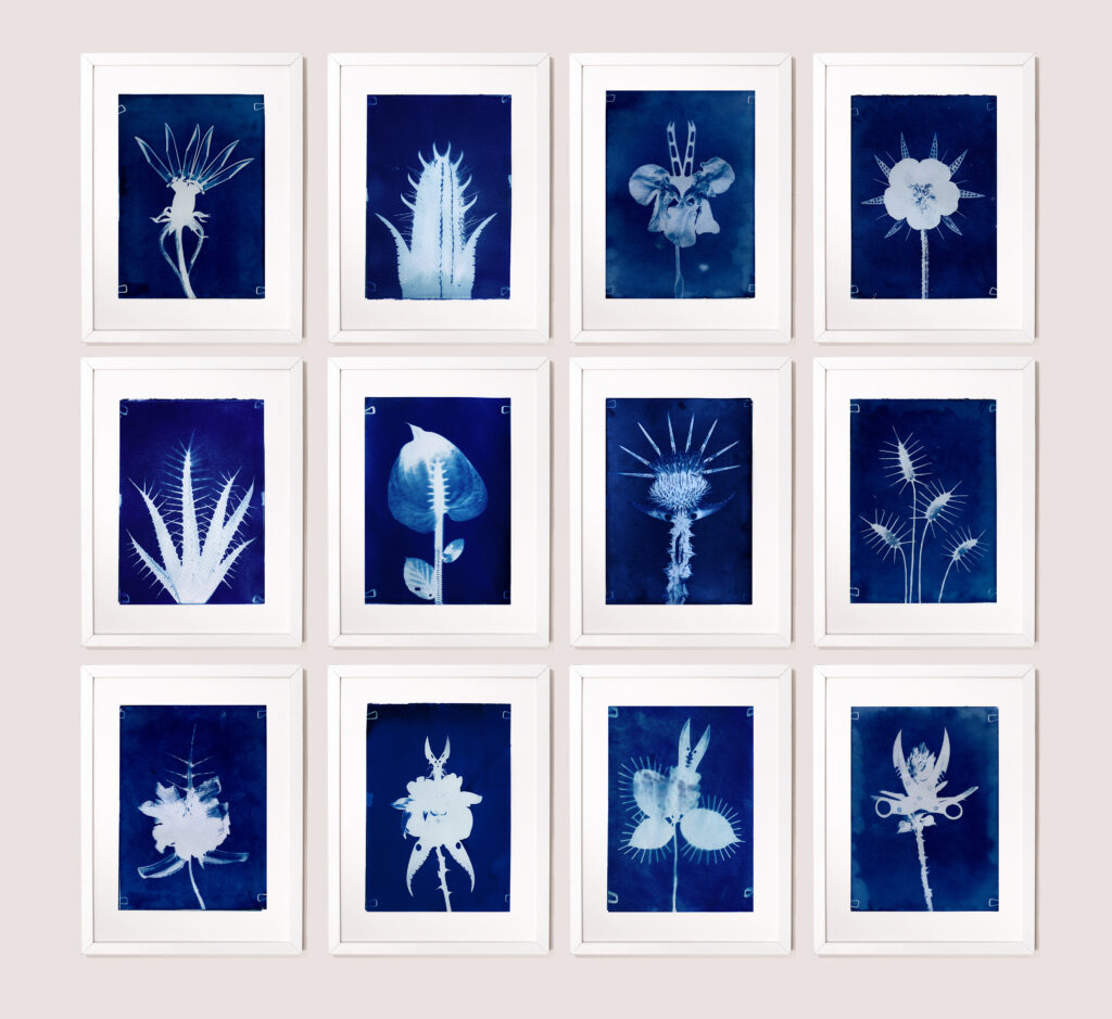 Lorenzo Zerbini - Herbarium, cianotipia, 12 stampe