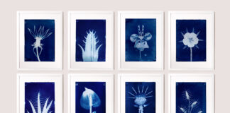 Fondazione Bevilacqua La Masa, al via la 104esima Collettiva Giovani Artisti Lorenzo Zerbini - Herbarium, cianotipia, 12 stampe