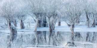 Veni, vidi, vici: Cristiano Vendramin vince il Wildlife Photographer