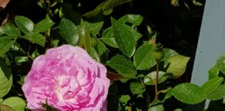 Jesolo si candida quale “Comune fiorito” e presenta la rosa “Jesolo Romantica” La rosa "Jesolo Romantica"