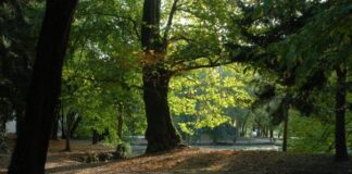 Riforestazione, 200 alberi piantati a Volpago del Montello