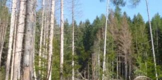 Abeti Rossi e Fitopatia, nuovi sostegni per salvare i nostri boschi