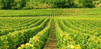 La Cantina Produttori di Valdobbiadene è campionessa di sostenibilità