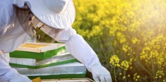 Crai salva 3 milioni di api