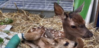 Fauna selvatica, nel 2021 recuperati dal Cras quasi 3000 animali in difficoltà