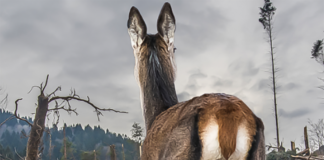 Conferenze su “Classico” e “Universo”: appuntamento il 17 marzo