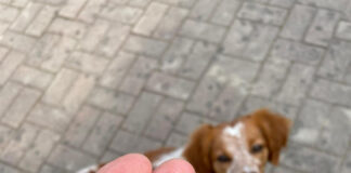 Spugne fritte, letali per cani e gatti: allarme a Casier