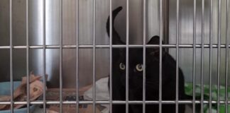 Bimbo ucraino arriva a Mestre col suo gatto (positivo al COVID): l’Ulss 3 assiste il micio e lo restituisce al piccolo Il gatto Artem, migliore amico del bimbo ucraino in fuga verso Mestre