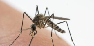 Domani disinfestazione straordinaria nelle zone prossimali a via Zanotto e a Via Terraglio a Mestre Zanzara (foto di archivio)