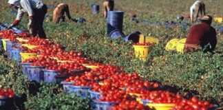 La mafia agroalimentare fa business per 24,5 miliardi
