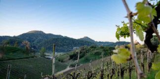Asolo Prosecco, eccezionale performance di ripresa nel 2022