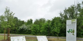 Venezia il primo comune italiano ad aderire a “Un Albero per l’Europa” Il nuovo tiglio messo a dimora nel Bosco di Mestre